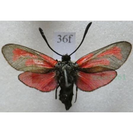 Zygaena osterodensis Reiss, 1921 Czech36f